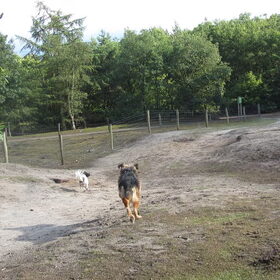 Hondenfoto van liesbeth,Turbo,Luna, Levi en Faith
