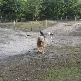 Hondenfoto van liesbeth,Turbo,Luna, Levi en Faith