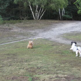 Hondenfoto van liesbeth,Turbo,Luna, Levi en Faith