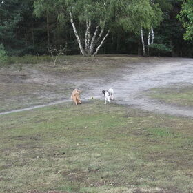 Hondenfoto van liesbeth,Turbo,Luna, Levi en Faith