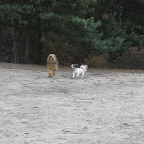 Hondenfoto van liesbeth,Turbo,Luna, Levi en Faith