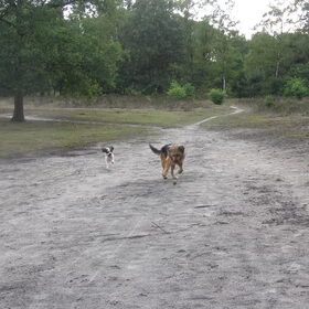 Hondenfoto van liesbeth,Turbo,Luna, Levi en Faith