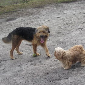 Hondenfoto van liesbeth,Turbo,Luna, Levi en Faith