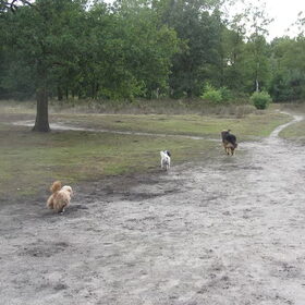 Hondenfoto van liesbeth,Turbo,Luna, Levi en Faith