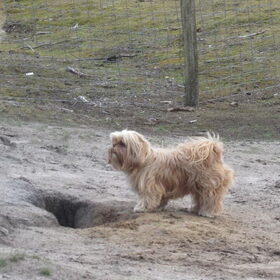 Hondenfoto van liesbeth,Turbo,Luna, Levi en Faith