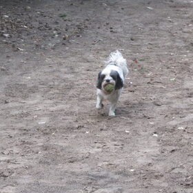 Hondenfoto van liesbeth,Turbo,Luna, Levi en Faith