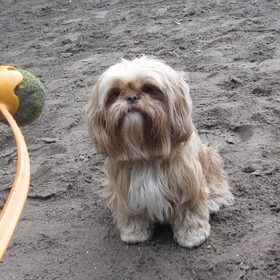 Hondenfoto van liesbeth,Turbo,Luna, Levi en Faith