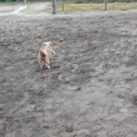 Hondenfoto van liesbeth,Turbo,Luna, Levi en Faith