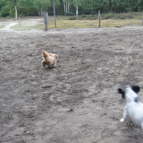 Hondenfoto van liesbeth,Turbo,Luna, Levi en Faith