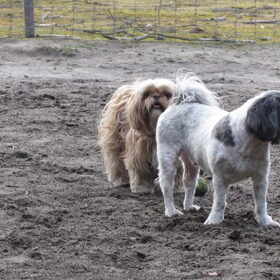 Hondenfoto van liesbeth,Turbo,Luna, Levi en Faith