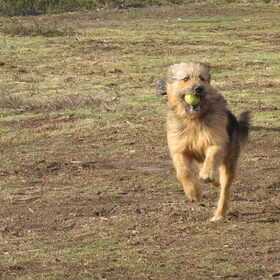 Hondenfoto van liesbeth,Turbo,Luna, Levi en Faith