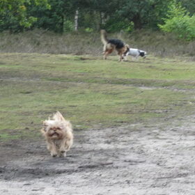 Hondenfoto van liesbeth,Turbo,Luna, Levi en Faith