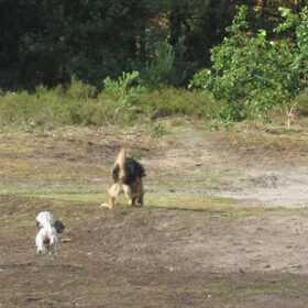 Hondenfoto van liesbeth,Turbo,Luna, Levi en Faith