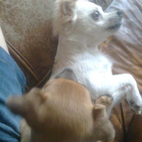 Romi spelend met koda