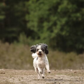 Hondenfoto van liesbeth,Turbo,Luna, Levi en Faith