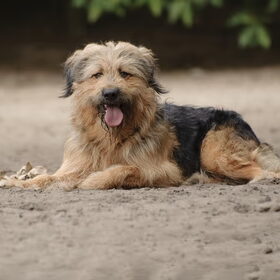 Hondenfoto van liesbeth,Turbo,Luna, Levi en Faith