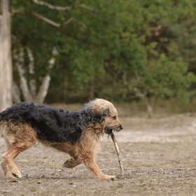Hondenfoto van liesbeth,Turbo,Luna, Levi en Faith