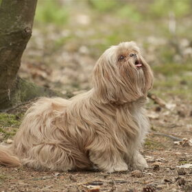 Hondenfoto van liesbeth,Turbo,Luna, Levi en Faith