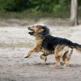Hondenfoto van liesbeth,Turbo,Luna, Levi en Faith