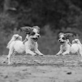 Hondenfoto van liesbeth,Turbo,Luna, Levi en Faith
