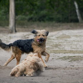 Hondenfoto van liesbeth,Turbo,Luna, Levi en Faith