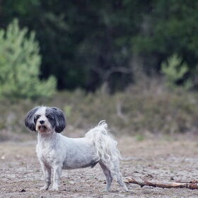 Hondenfoto van liesbeth,Turbo,Luna, Levi en Faith