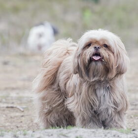 Hondenfoto van liesbeth,Turbo,Luna, Levi en Faith