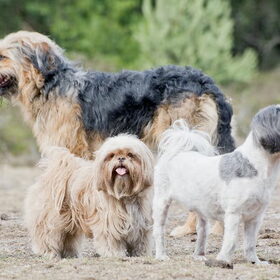 Hondenfoto van liesbeth,Turbo,Luna, Levi en Faith