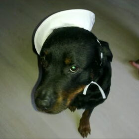 Hondenfoto van Chloé & Beemer