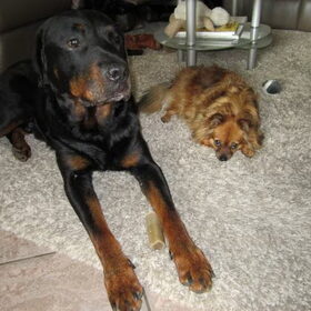 Hondenfoto van Chloé & Beemer