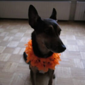 doodles met koninginnendag