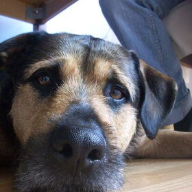 Hondenfoto van Claudia & Tank