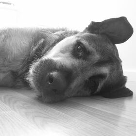 Hondenfoto van Claudia & Tank