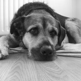 Hondenfoto van Claudia & Tank