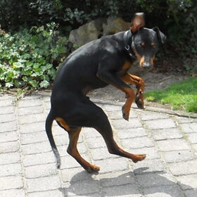 Hondenfoto van Marleen , Blacky & Justy