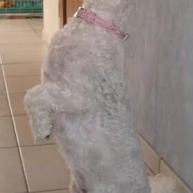 Hondenfoto van Linda en Nousya 