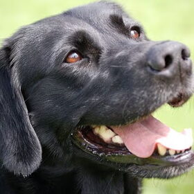 hugo ..onze lab ! ( r.i.p. )