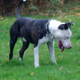 paco, de papa van axa haar pups :)