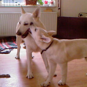 Mazzel en Macho (3,5 mnd)