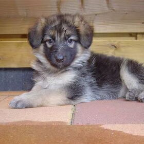Zo was ik als puppie...