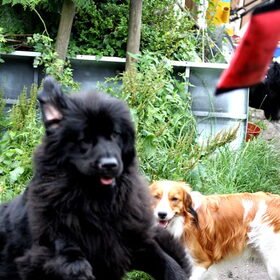 Hondenfoto van Inge, Rottweiler Nika & m'n Canadeesje(s)