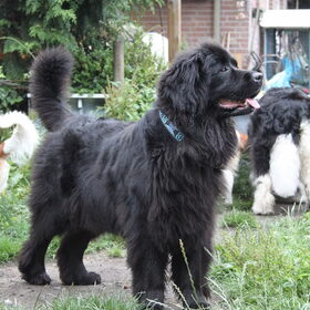 Hondenfoto van Inge, Rottweiler Nika & m'n Canadeesje(s)