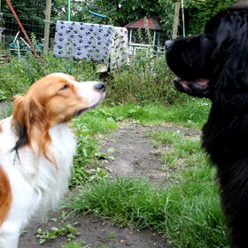 Hondenfoto van Inge, Rottweiler Nika & m'n Canadeesje(s)