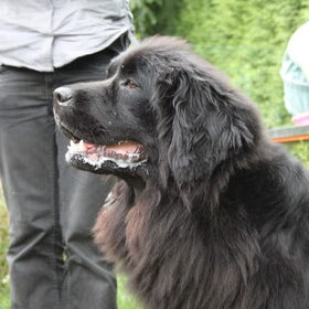 Hondenfoto van Inge, Rottweiler Nika & m'n Canadeesje(s)
