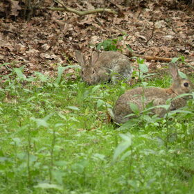 Konijntjes in de tuin
