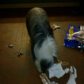 Duuk vermaakt zich met het inpakpapier van Sinterklaas