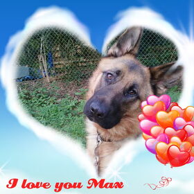 Hondenfoto van MaSpi///