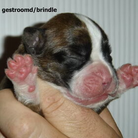 Hondenfoto van Janet & Boxers