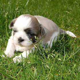 Deva (20 dagen jong)