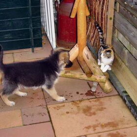 Spelen met de poes van de buren...